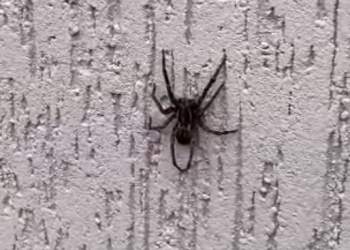 В Сочи огромный ядовитый паук позировал перед камерой телефона