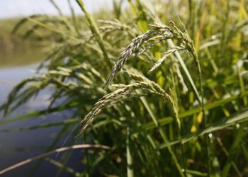 На Кубани приступили к уборке риса