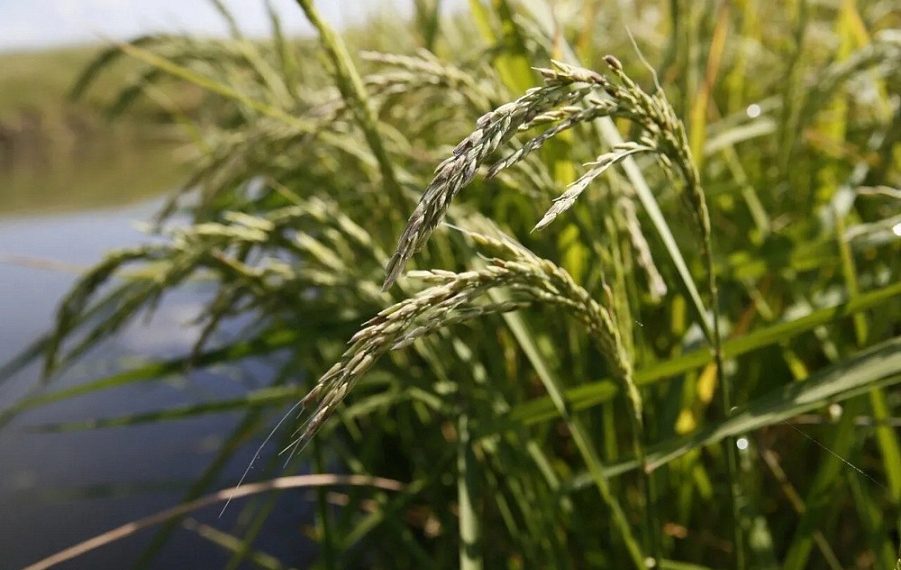 На Кубани приступили к уборке риса