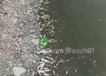 Рыба рядом с устьем реки Псахе в Сочи погибла из-за нехватки кислорода