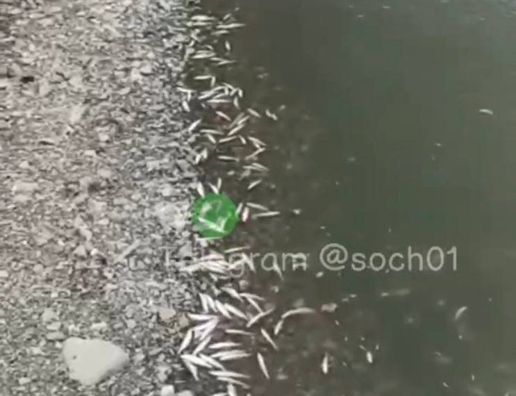 Рыба рядом с устьем реки Псахе в Сочи погибла из-за нехватки кислорода