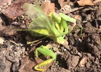 На Кубани эпичное поедание партнера самкой богомола сняли на видео