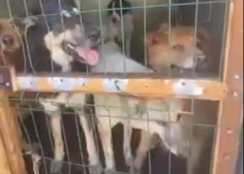 В Сочи приют «Бим» принял 8 спасённых волонтёрами собак