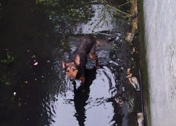 На Кубани спасли собаку, упавшую в двухметровую яму