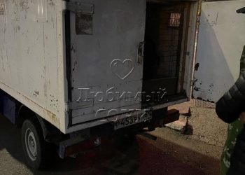 В Сочи отлов собак ведется при помощи ружья с дротиками