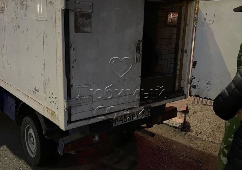 В Сочи отлов собак ведется при помощи ружья с дротиками