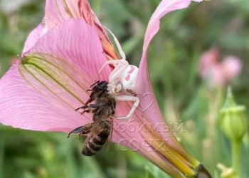 В Сочи 10 сентября заметили редкого паука-альбиноса