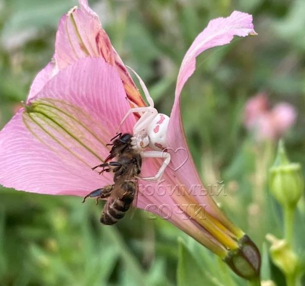 В Сочи 10 сентября заметили редкого паука-альбиноса
