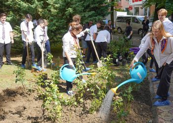 В Сочи в честь 85-летия Кубани высадили аллеи роз и эвкалиптов
