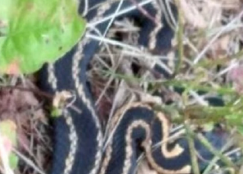 В Сочи гадюки туристам напоминают бывших жён