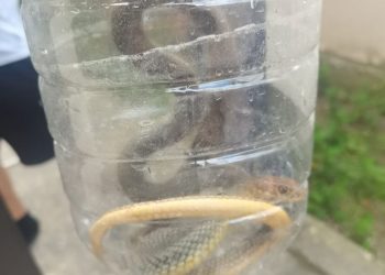 Это просто жесть: на Кубани змеи захватили жилые дома и пляжи