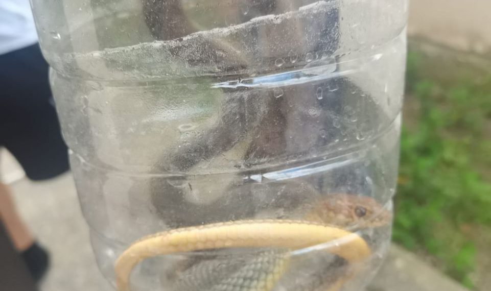 Это просто жесть: на Кубани змеи захватили жилые дома и пляжи