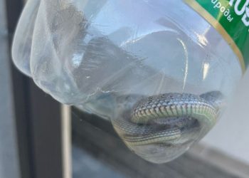 Во дворе в Новороссийске спасатели поймали змею