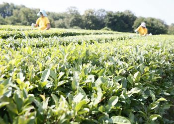 На Кубани на 15% вырос объем производства чайного листа