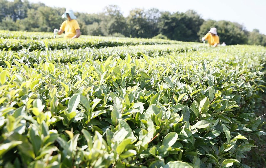 На Кубани на 15% вырос объем производства чайного листа