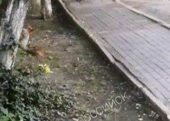 В Новороссийске во дворе многоэтажки поселилась необычная белка