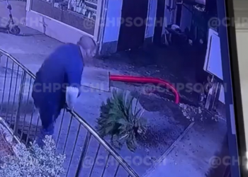 Две пальмы мужчина украл в Сочи на Островского, перепрыгнув забор