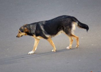 В Сочи собака насмерть загрызла четырехлетнюю девочку