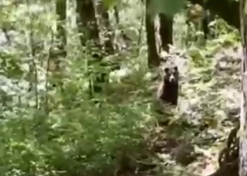 Гуляющая с собакой в лесу жительница Сочи сняла на видео медведя