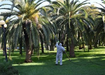 В Сочи шестикратно обрабатывают от вредителей 6500 пальм