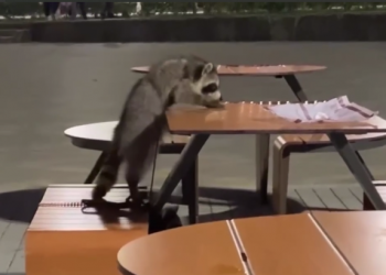 Енота-попрошайку в кафе Анапы сняли на видео