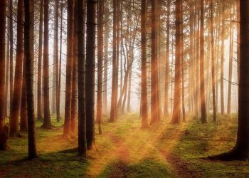 На Кубани нашли мертвым 58-летнего мужчину