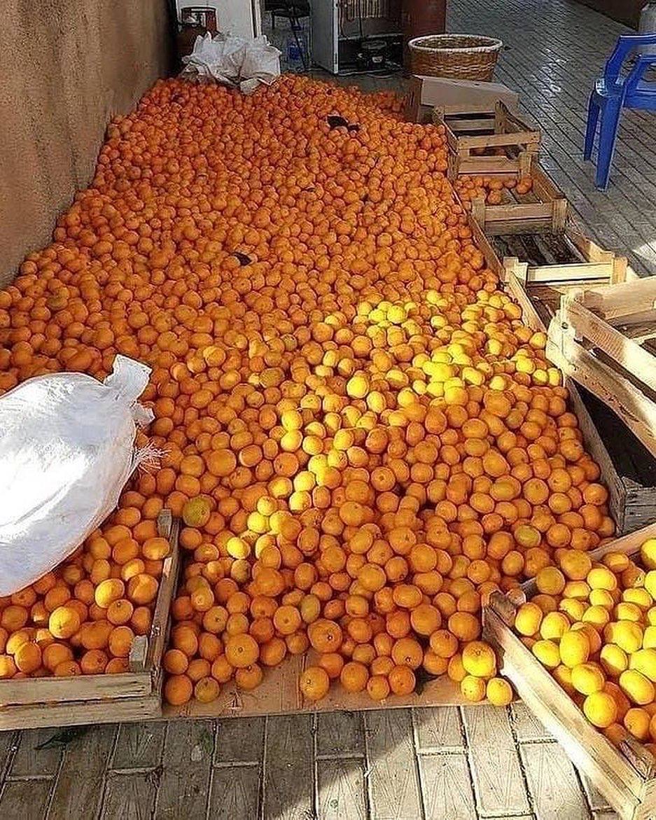 Абхазия мандарины фото