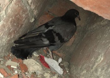 В Новороссийске спасли голубя, застрявшего в вентиляционной шахте