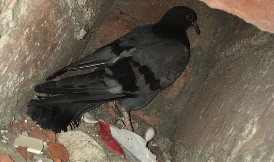 В Новороссийске спасли голубя, застрявшего в вентиляционной шахте