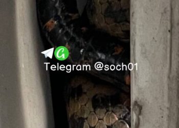 Огромный ядовитый пассажир пробрался в автомобиль жителей Сочи