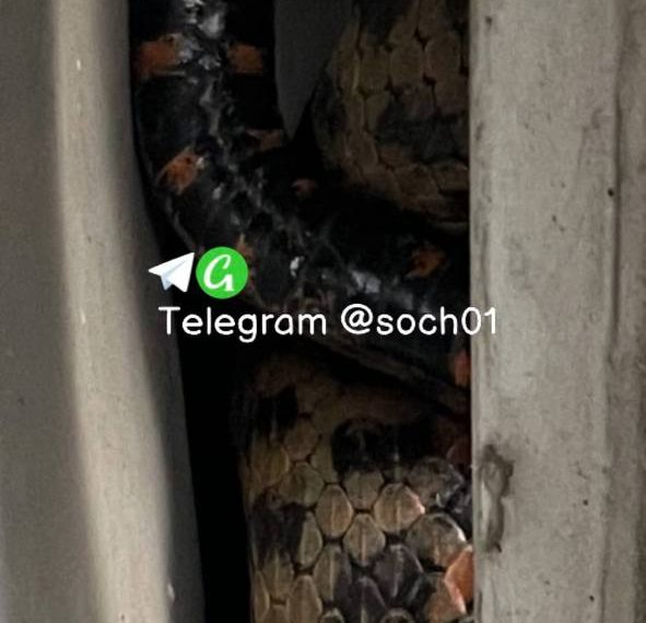 Огромный ядовитый пассажир пробрался в автомобиль жителей Сочи