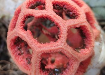 Стало известно, чем пахнет найденный в сочинском парке «Ривьера» экзотический гриб