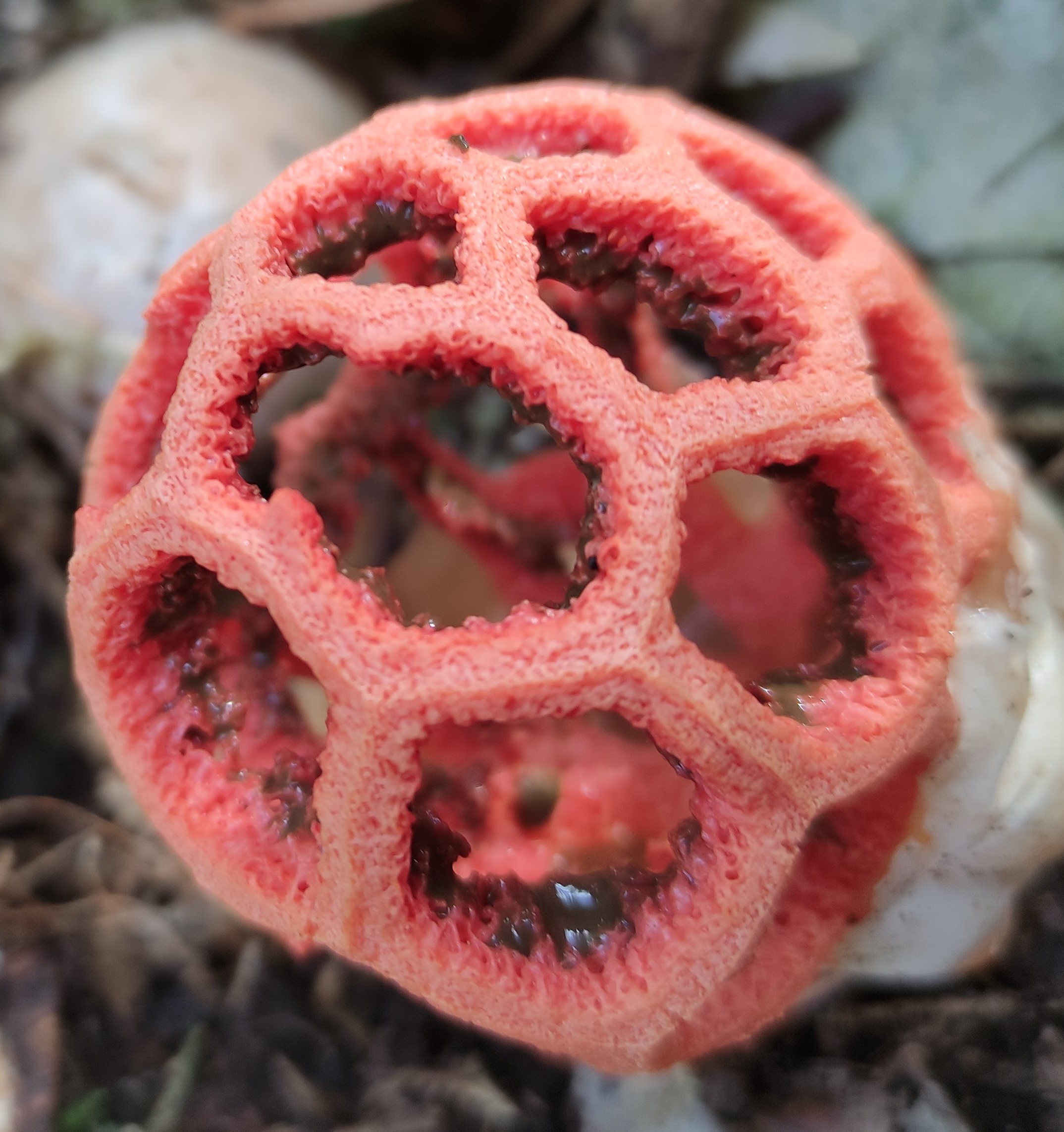 Стало известно, чем пахнет найденный в сочинском парке «Ривьера»  экзотический гриб - Новости Сочи