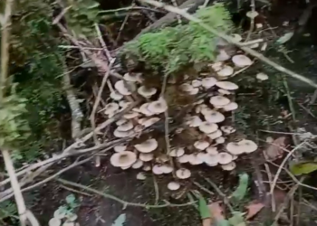 В Сочи мощный слой осенних опят сняли на видео