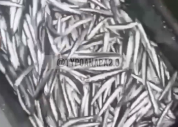 Россиянам показали, как в Новороссийске в 2022 году ловят хамсу