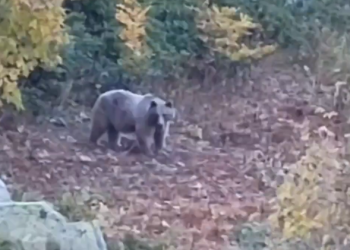 В Сочи в горах Красной поляны сняли упитанного медведя