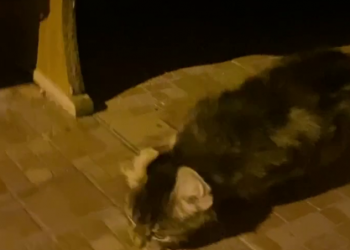 В Анапе пропавшего американского кёрла приняли за кота-мутанта