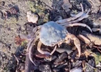 На Центральном пляже Анапы сняли на видео массовый выброс крабов