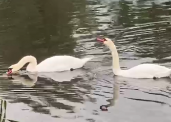 Нашествие лебедей произошло в Анапе