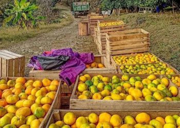 «Оранжевая река» из абхазских мандаринов уже скоро потечет на Кубань