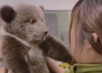 В Сочи раскритиковали страстные прижимания девушки к медвежонку