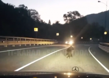 В Сочи на оживленной дороге медвежонок напугал автомобилистов