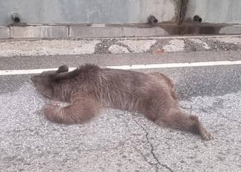 В Сочи в Красной поляне насмерть разбился медвежонок, упав с обрыва