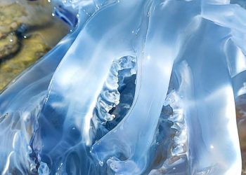 В Черном море у берегов Анапы сняли неземной красоты медузу-корнерота