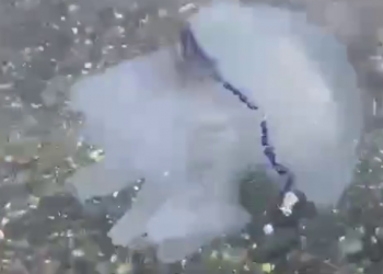 У берегов Сочи в бархатный сезон сняли на видео гигантскую медузу-корнерота