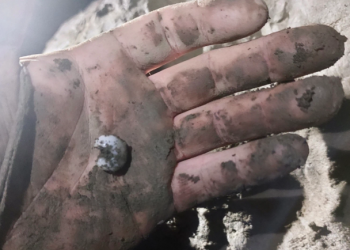 В Сочи в Воронцовской пещере нашли одного из самых редких моллюсков в мире