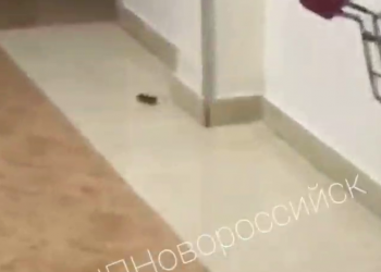 Пациенты больницы в Новороссийске сняли на видео мышь