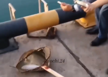 В морпорту Сочи сняли на видео ската, пойманного сачком