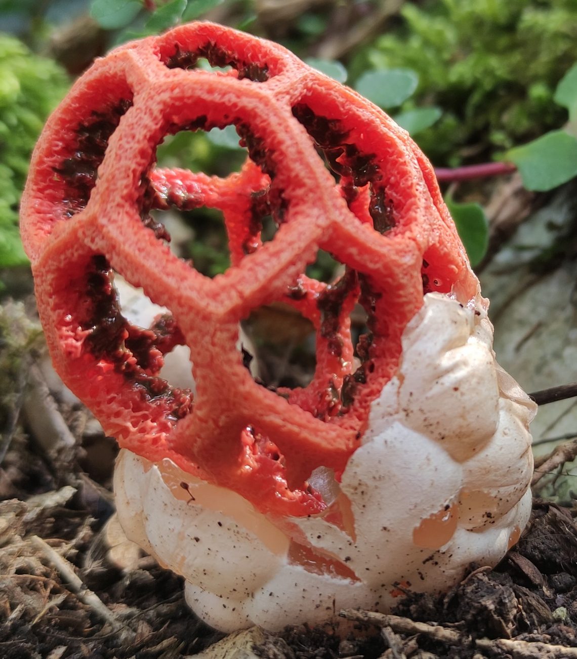 Экзотические грибы