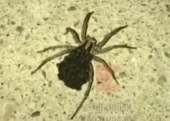 Жителей Кубани атакуют пауки-спиногрызы